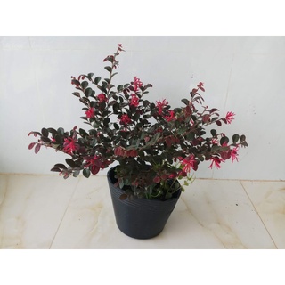 Cây Hồng Phụng - cây cảnh để bàn