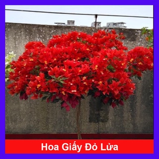 Cây Hoa Giấy Đỏ Lửa - cây cảnh để bàn