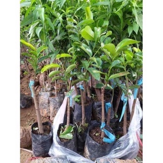 Cây mãng cầu xiêm ( mãng cầu gai) cao 50-70 cm .