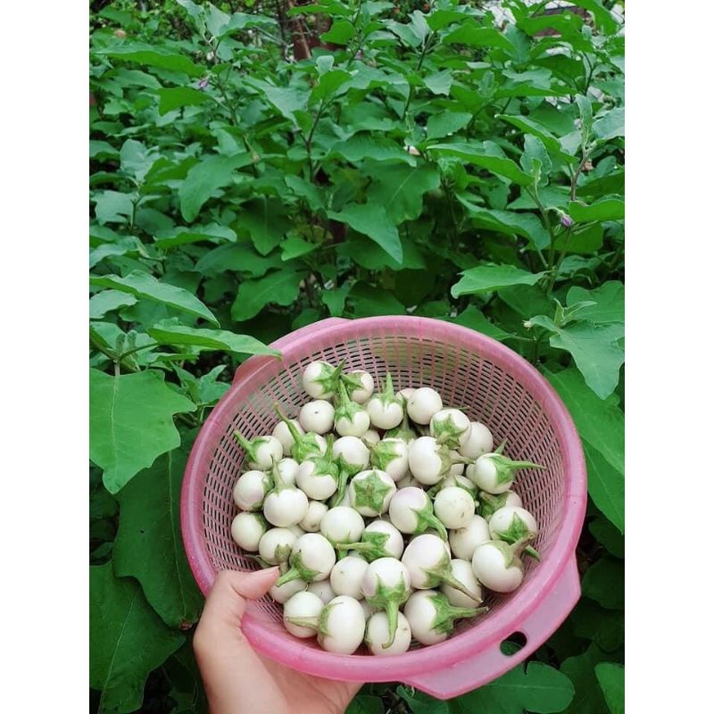 2gr hạt giống cà pháo trắng giòn 😍😍siêu quả@😍😍 chất lượng cao