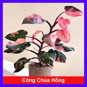 Cây Công Chúa Hồng - Philodendron pink princess - Cây nhỏ,thuần,khoẻ,var mạnh - cây cảnh để bàn