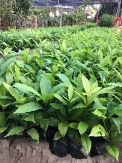 cây giống nho ninh thuận cây thân to gốc khỏe 6-12 ra trái cây leo dàn