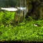 New Arrival Fish for Tank Feeder Aquarium Shrimp Glass Feeding Bowl Dish Tray 6