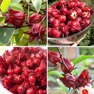 2 Gram - Hạt Giống Atiso Đỏ (Bụp Giấm) Phương Nam