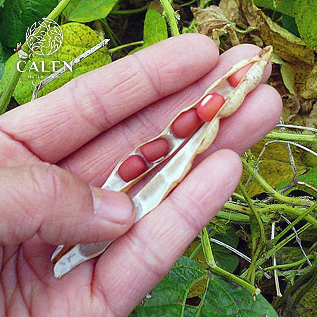 Bột đậu đỏ Calen , mặt nạ đậu đỏ đắp mặt nguyên chất giúp tẩy da chết dưỡng trắng da cấp ẩm chống lão hóa da
