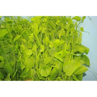 Combo 2 Cây Giống Rau Bò Khai Trường ĐH Nông Nghiệp .