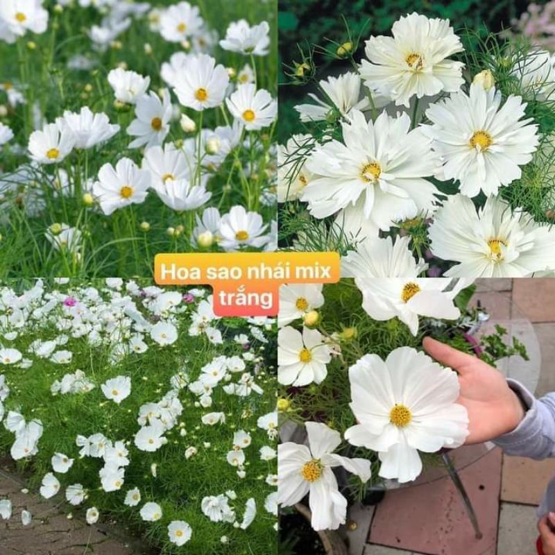 150 hạt giống hoa sao nhái trắng tinh ❤️Siêu Xinh❤️ nảy mầm cực đỉnh