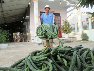 Hạt giống DƯA CHUỘT, DƯA LEO ( NHẬT ) nảy mầm 90%-gói 15 hạt