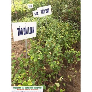 Cây Giống Táo Đài Siêu Năng Suất .