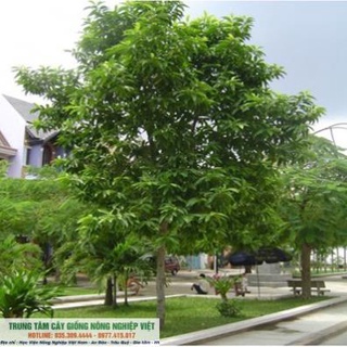 Cây Giống Vối Nếp (Hoa Và Nụ Vối Pha Nước Cực Thơm Và Ngọt) .