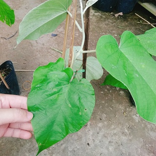 Dây Leo Cát Đằng Lá Lớn - cây cảnh vườn