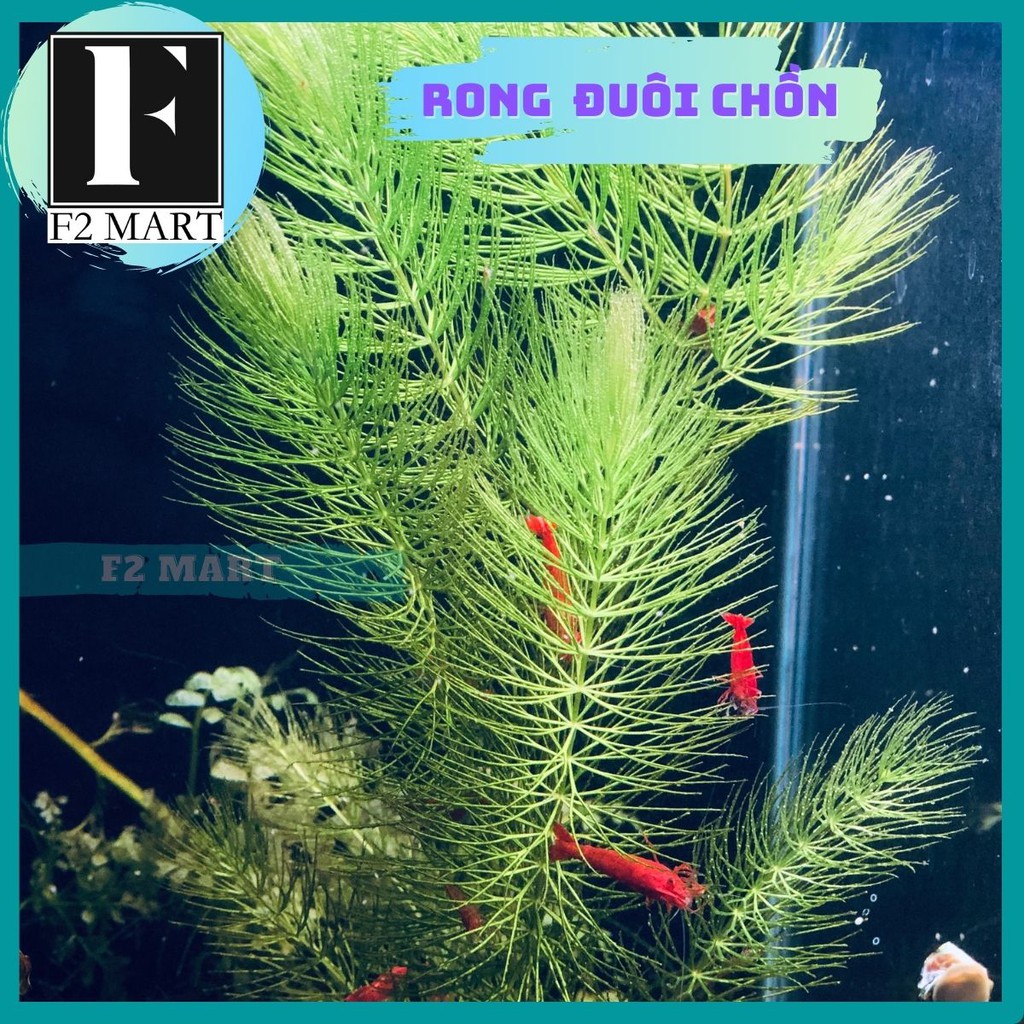 Cây Thuỷ Sinh - Rong Đuôi Chồn Trang Trí Bể Cá, Hồ Cá, Dễ Nuôi | Shopee ...