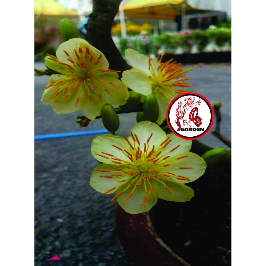 Hoa Mai Ngự Sử_cây ghép chuẩn