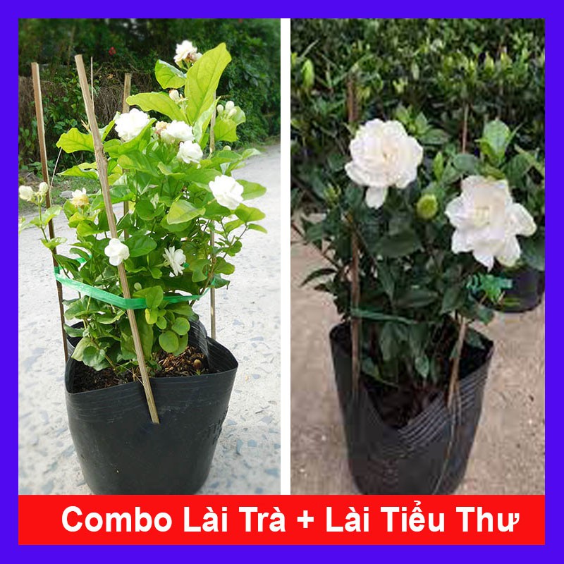 Combo 2 cây lài trà + lài tiểu thư