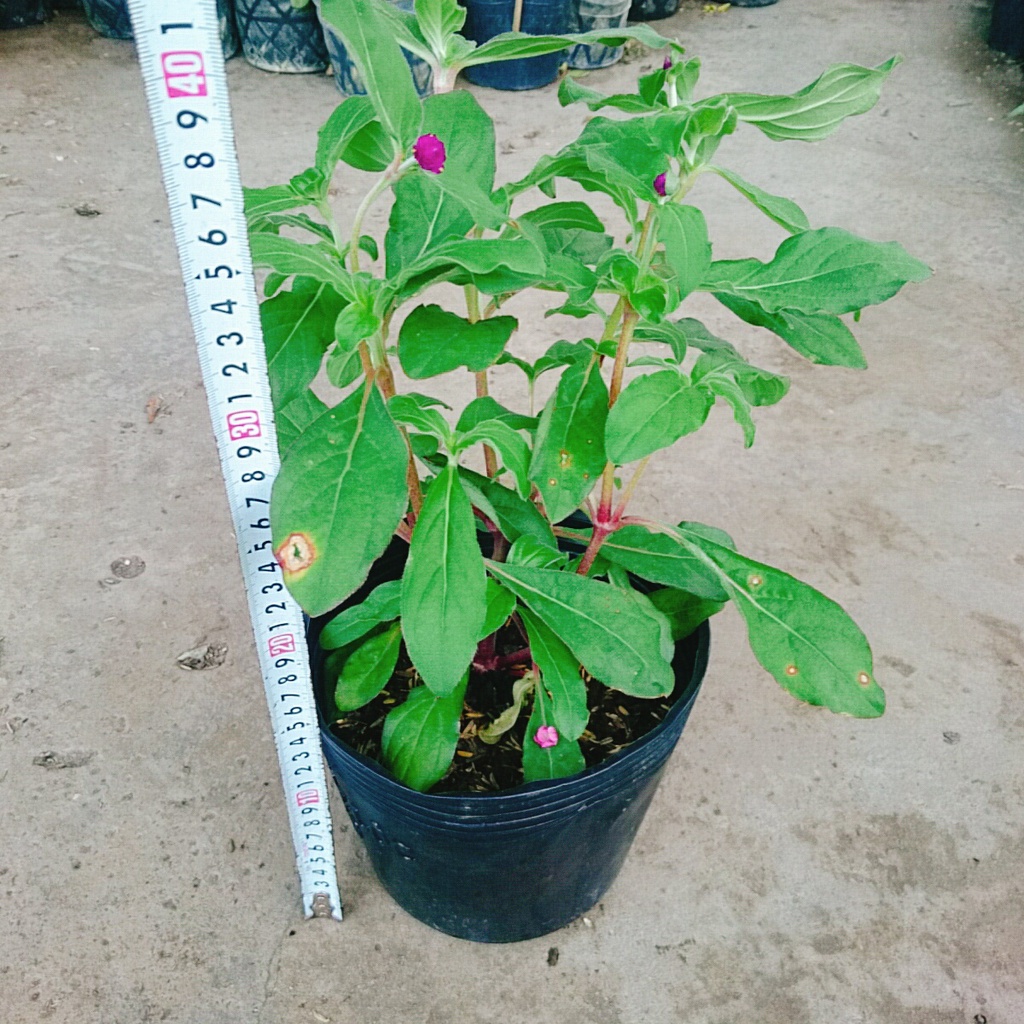 Hoa Cúc Bách Nhật Đã Có Hoa Và Nụ