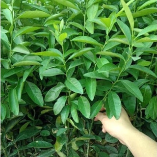 Cây chanh tứ quý ra quả quanh năm cao 60-90 cm .
