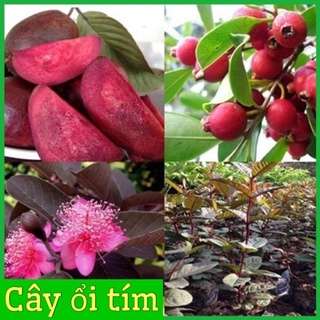 Cây ổi tím độc lạ cao 60-90 cm trồng làm cảnh (ảnh thật hình cuối) .