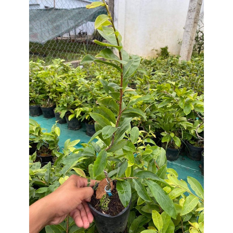 Hoa mai ghép cúc hoàng hậu( Nữ Hoàng) bông chuẩn