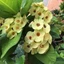 Cây Xương Rồng Bát Tiên (Vàng) - Cây cảnh mini