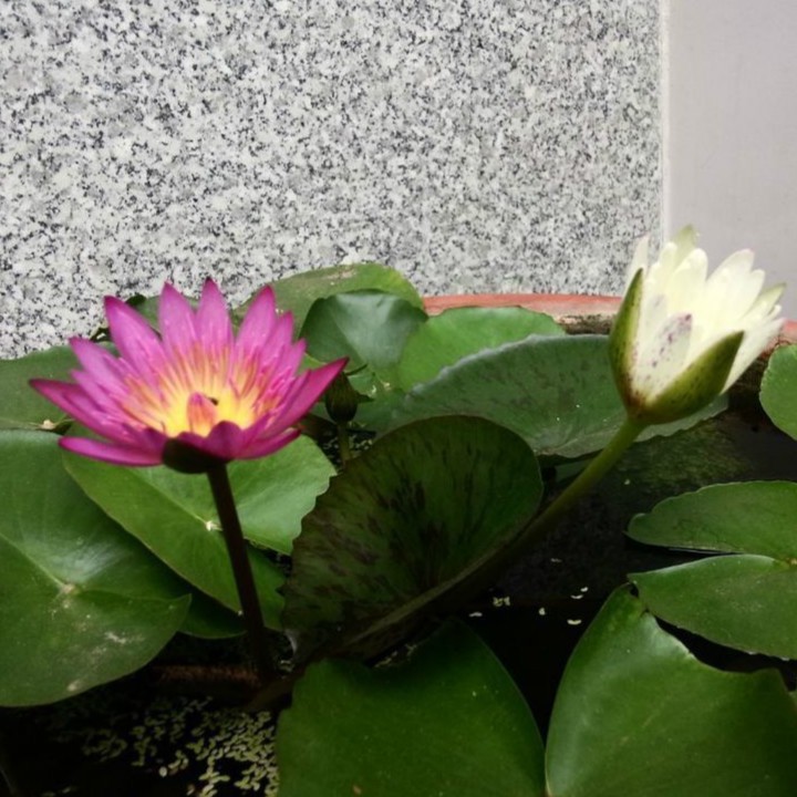 Hạt giống hoa súng