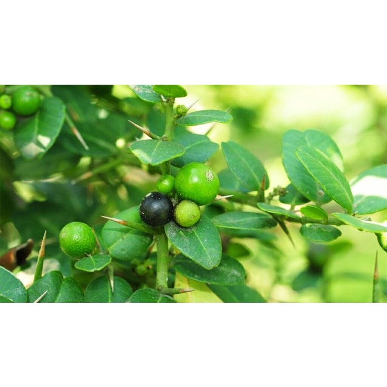 [Thảo Dược] Gai Tầm Xoang ( Quýt Gai)  - Tốt cho sức khỏe - Thaphaco