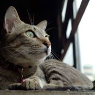 meobachtuoc