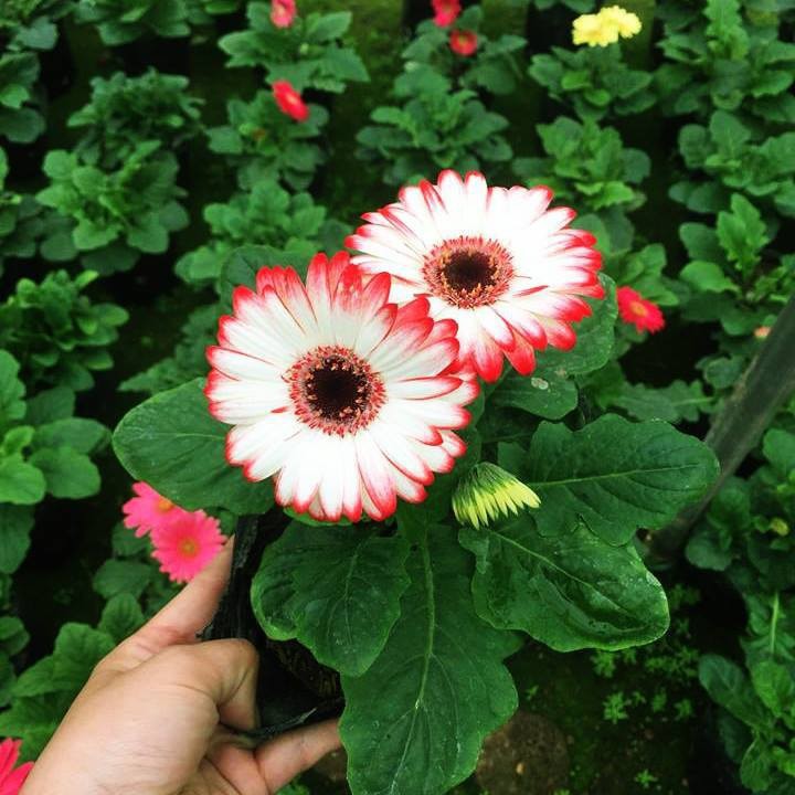 Hạt giống hoa đồng tiền