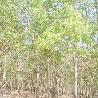 myduyen3527