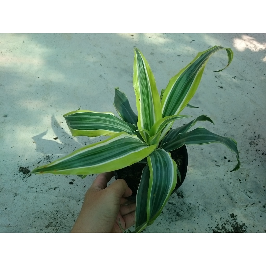 Cây Phát Tài Mỹ - Cây cảnh phong thủy