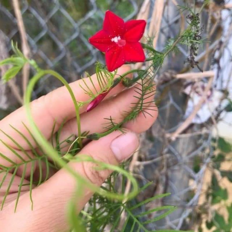 💥hạt giống hoa sao leo nhiều màu 💖💖💖  siêu xinh 💖💖💖  nảy mầm cực đỉnh dễ trồng, hoa quanh năm
