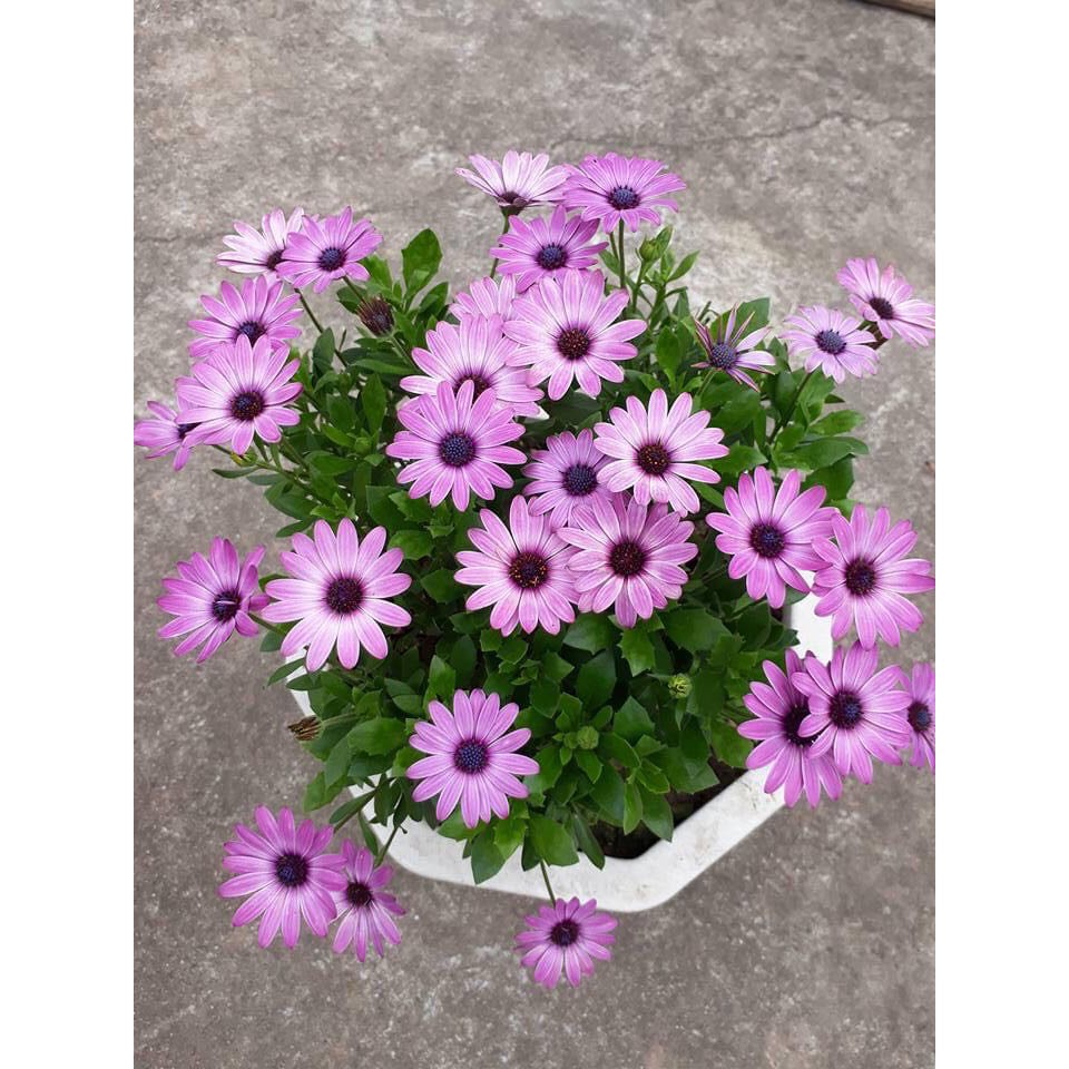 Hạt Giống Hoa Cúc Châu Phi 🥰Nhiều Màu Cực Kì Đẹp , RẤT SAI BÔNG