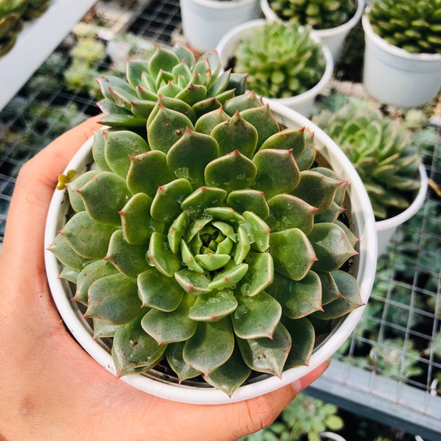 Sen đá RUBY DẸP (sz trung 10cm) | Shopee Việt Nam
