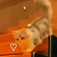 suongtran772007