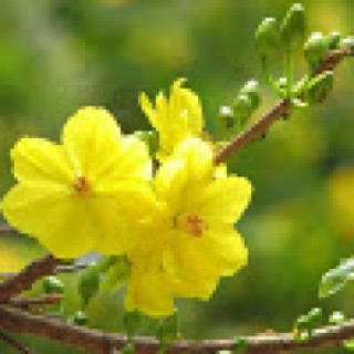 nguyenminhhue118003