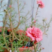trinhtrinh224