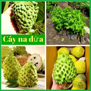 Cây na dứa Đài Loan cao 60-90 cm cây ghép .