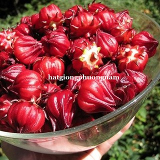 2 Gram - Hạt Giống Atiso Đỏ (Bụp Giấm) Phương Nam