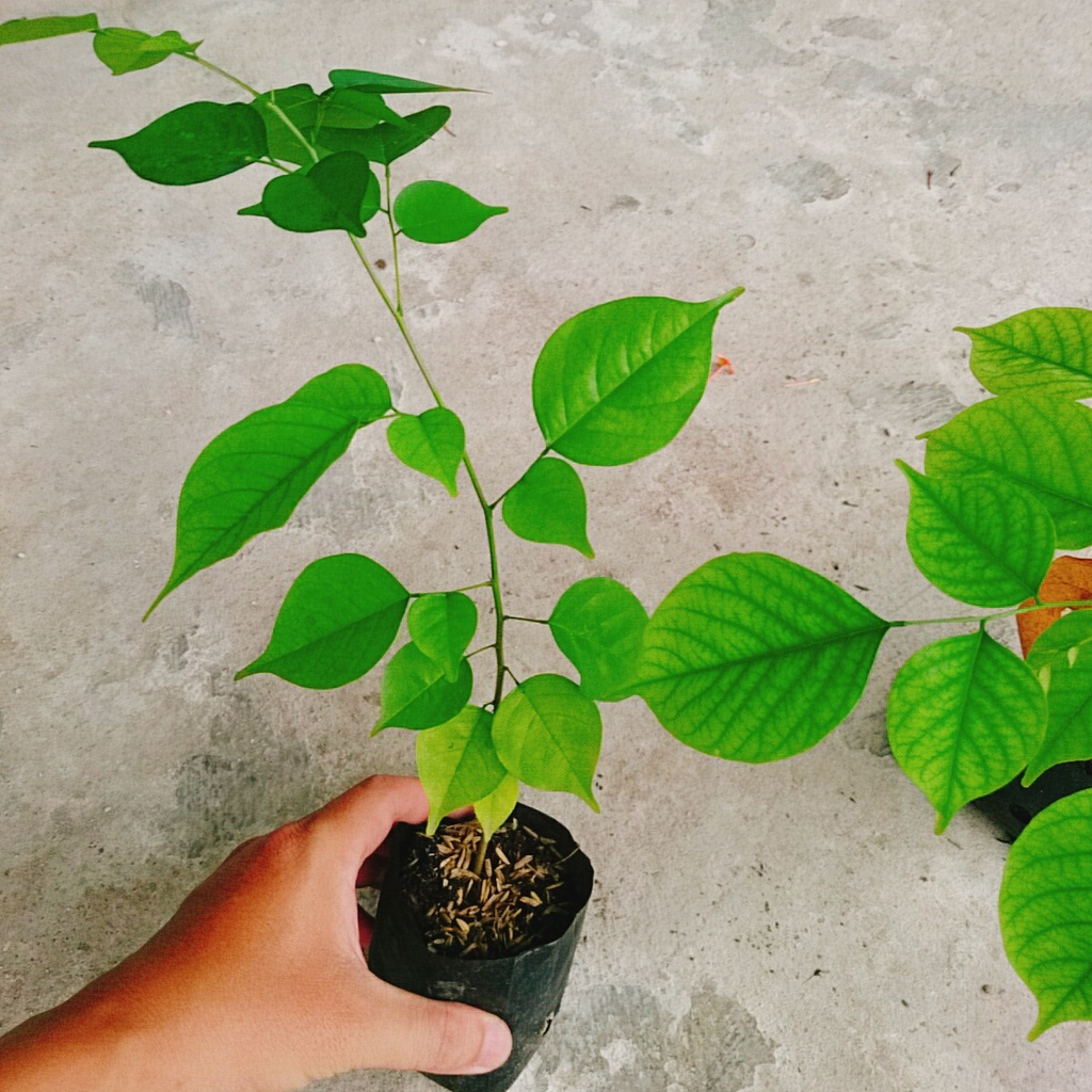 Cây Giáng Hương - cây công trình hoặc trồng sân vườn lấy bóng mát
