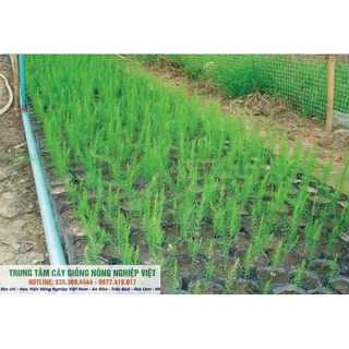 Cây Giống Măng Tây Xanh Xào Thịt Bò .