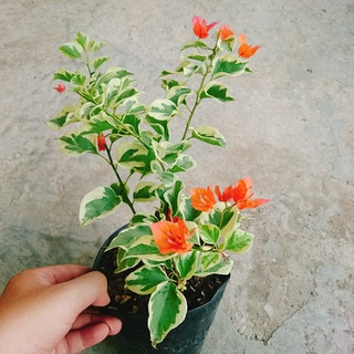 Cây hoa giấy cẩm thạch (màu cam) - cây cảnh để bàn