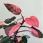 Cây Công Chúa Hồng - Philodendron pink princess - Cây nhỏ,thuần,khoẻ,var mạnh - cây cảnh để bàn