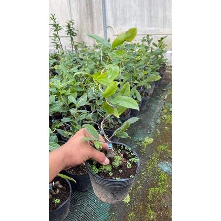 Hoa mai Cúc Tiên Ông(7 tầng)_cây ghép chuẩn