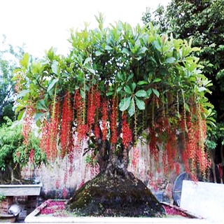 Cây Lộc Vừng - cây cảnh trong nhà