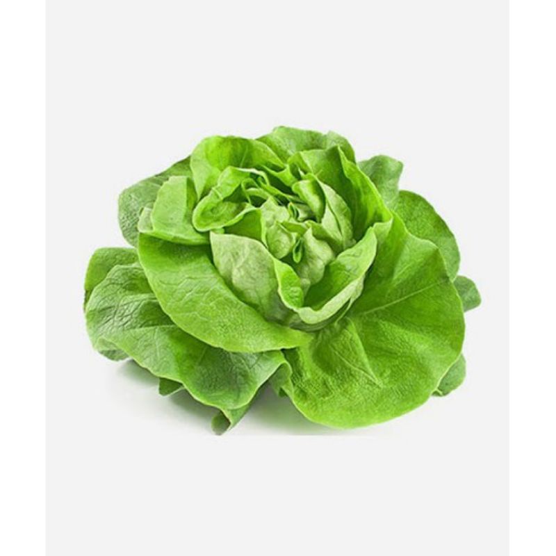 hạt giống xà lách hoa hồng cuộn dòn  💥SALE LỚN💥 chất lượng cao