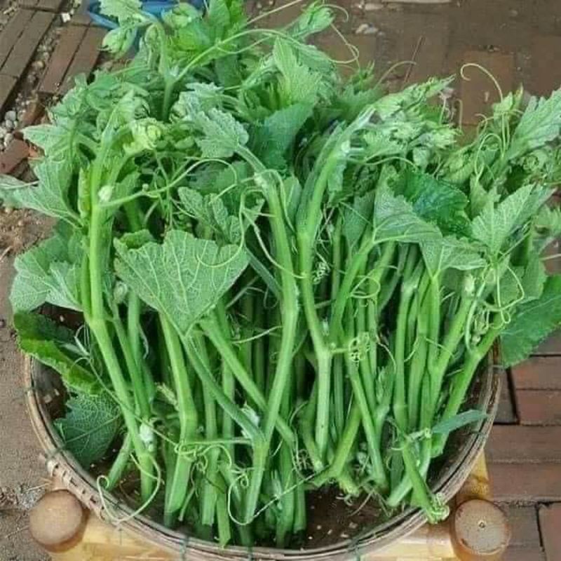 20gr hạt giống bí siêu ngọn mập f1 chất lượng cao 😍🧡Freeship ❤️💥chất lượng cao