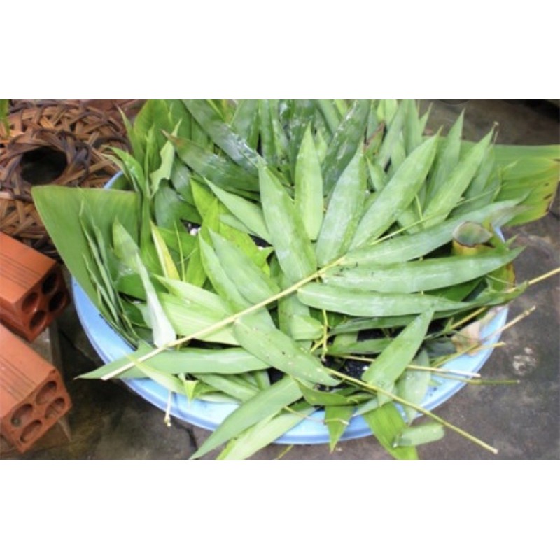 lá tre (tươi/500g) | Shopee Việt Nam