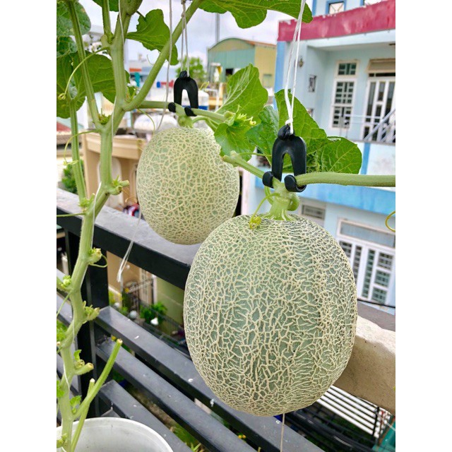 HẠT GIỐNG DƯA LƯỚI DA XANH GREENMAN F1  - NONG TRAI XANH