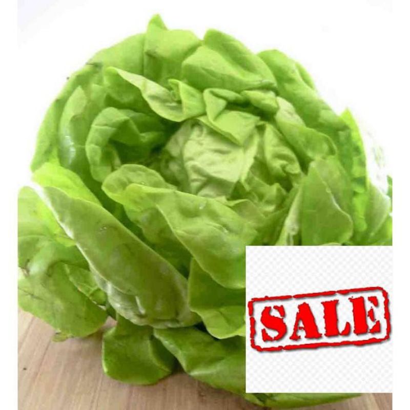 hạt giống xà lách hoa hồng cuộn dòn  💥SALE LỚN💥 chất lượng cao