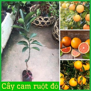 Cây cam Cara ruột đỏ không hạt Mỹ quả to siêu ngọt, dễ trồng (ảnh thật hình cuối) .