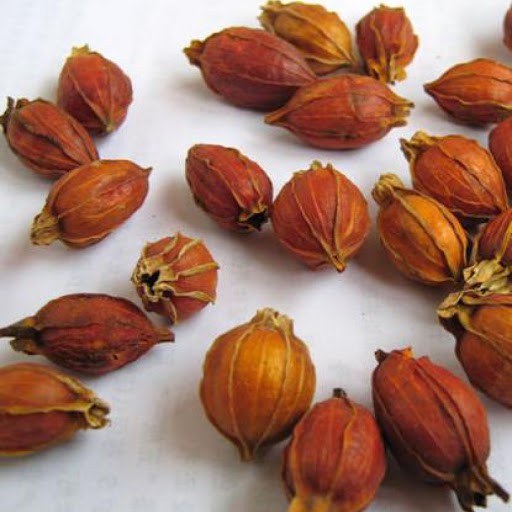 Hạt dành dành hay còn gọi là chi tử thượng hạng JINDO 1kg tốt cho thận và tiết niệu
